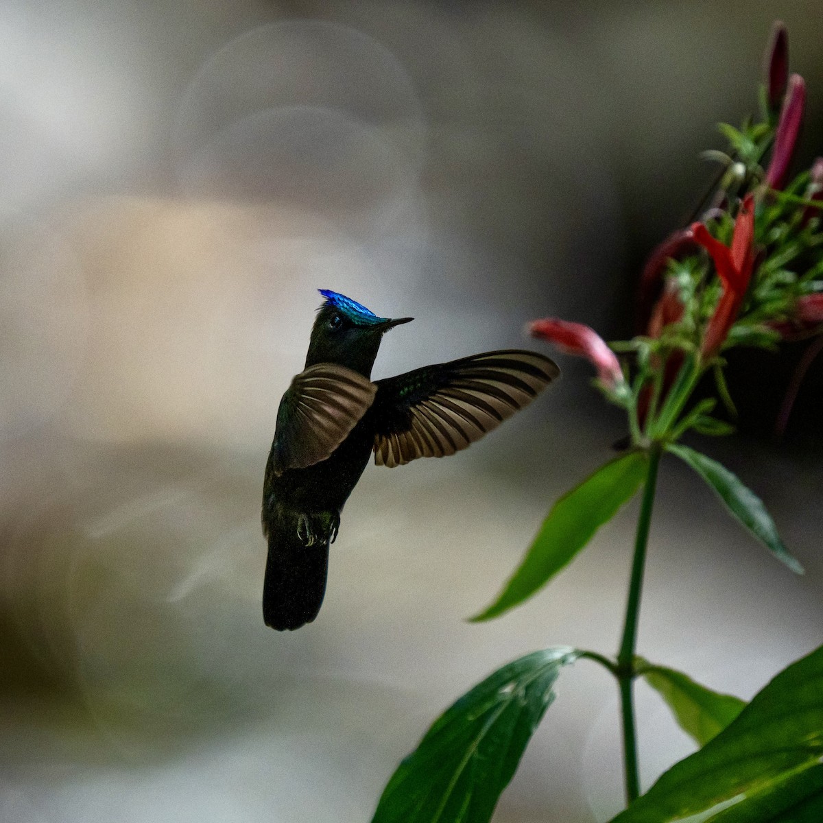 Antillean Crested Hummingbird - ML646963667