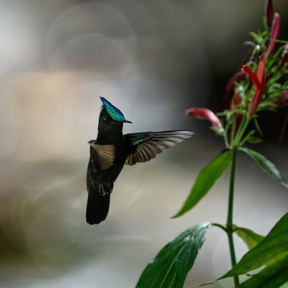 Antillean Crested Hummingbird - ML646963668