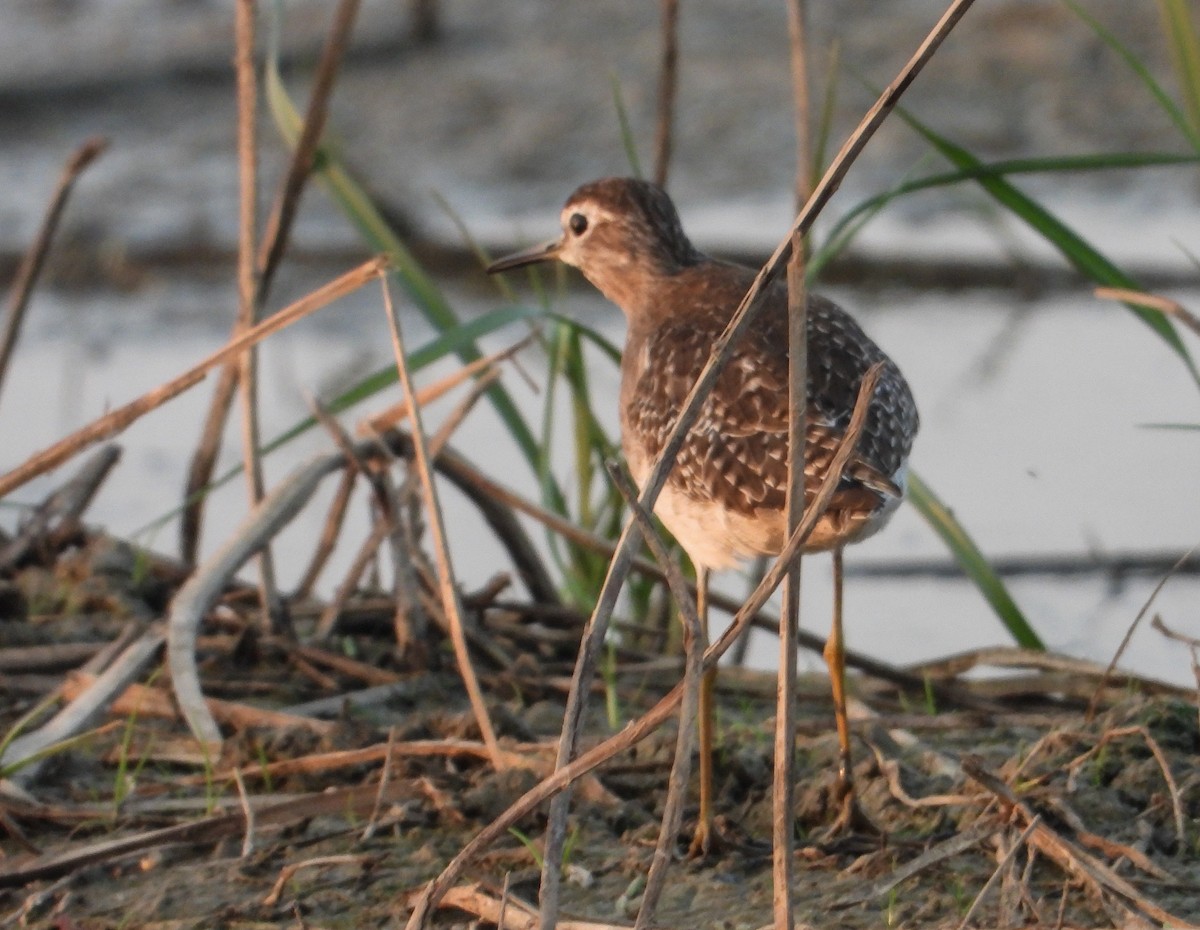 vodouš bahenní - ML646963671