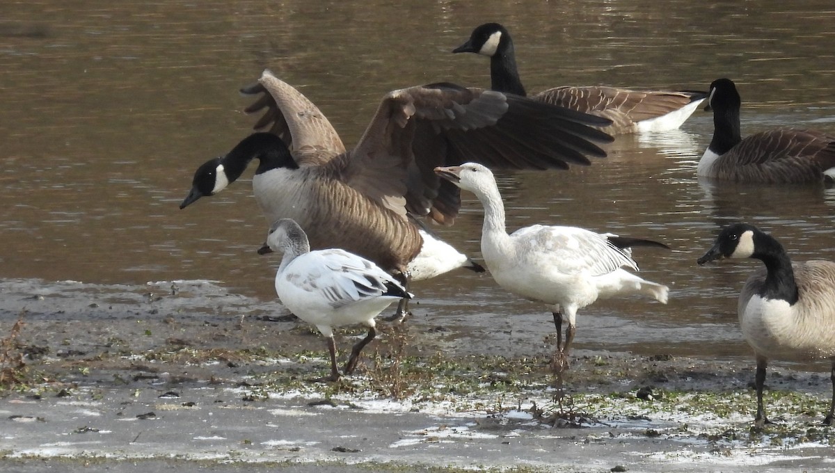 husa sněžní - ML646963672