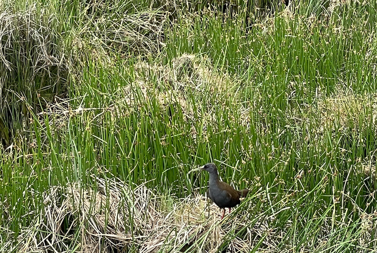 ハイイロクイナ - ML646963673