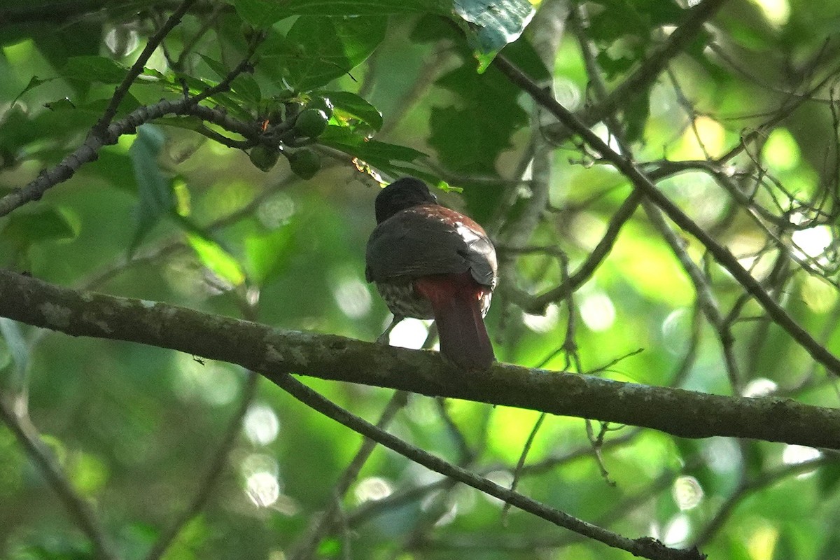 Бордовая иволга - ML646963674