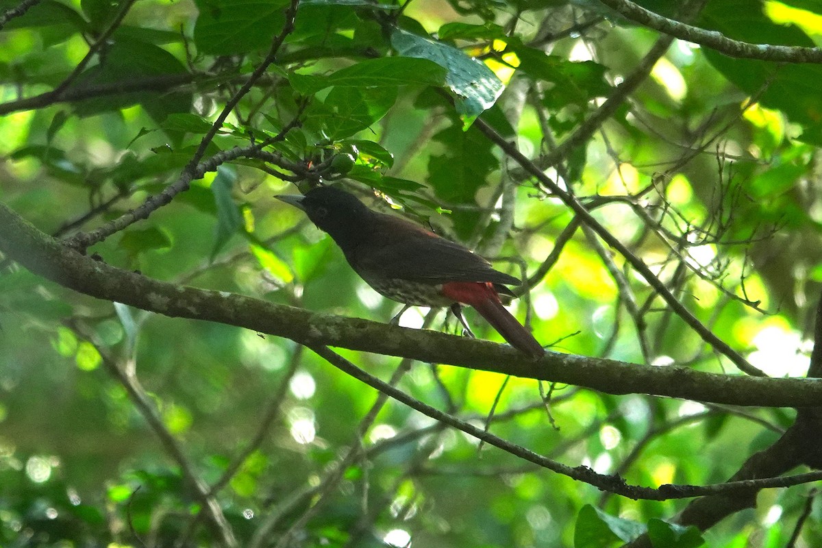 Бордовая иволга - ML646963675