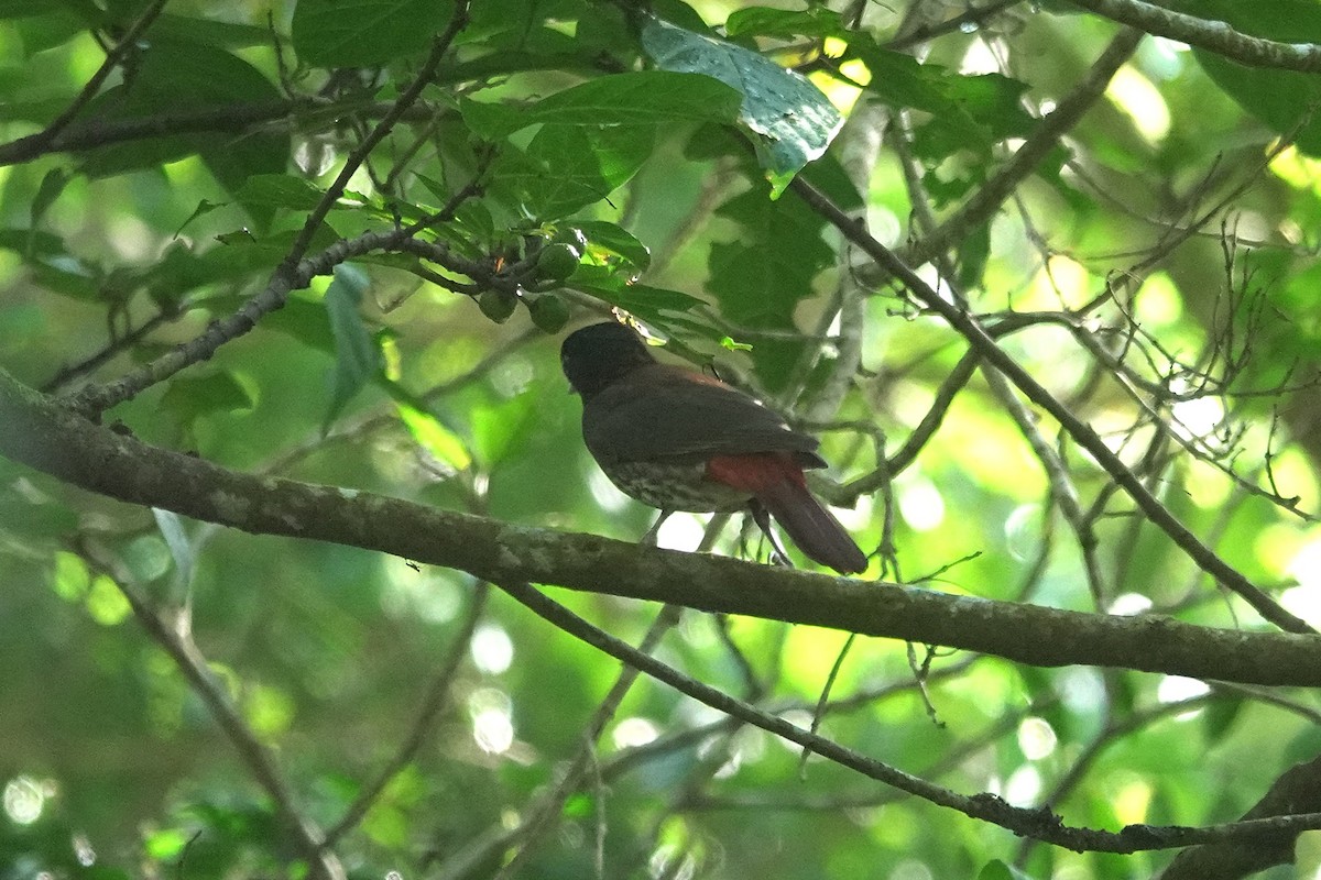 Бордовая иволга - ML646963676