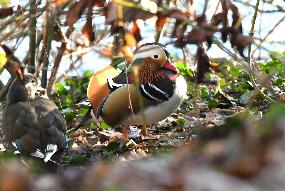 鴛鴦 - ML646963678