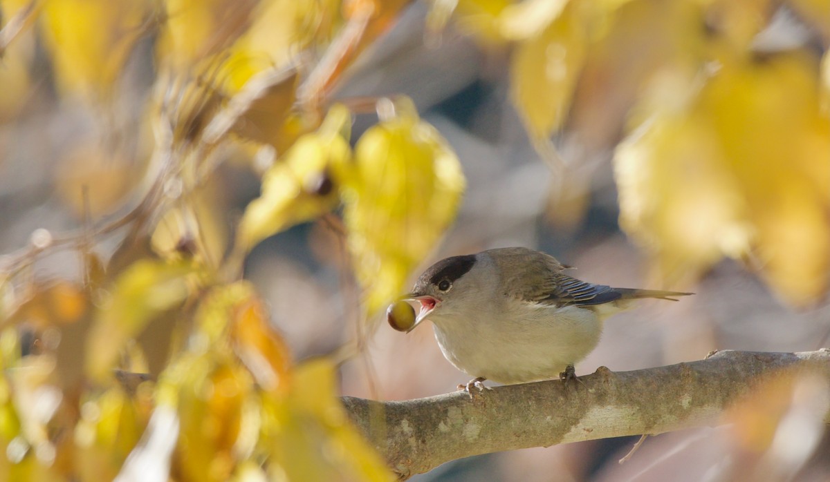 Eurasian Blackcap - ML646963682
