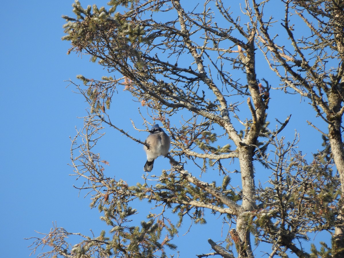 Сизойка блакитна - ML646963684