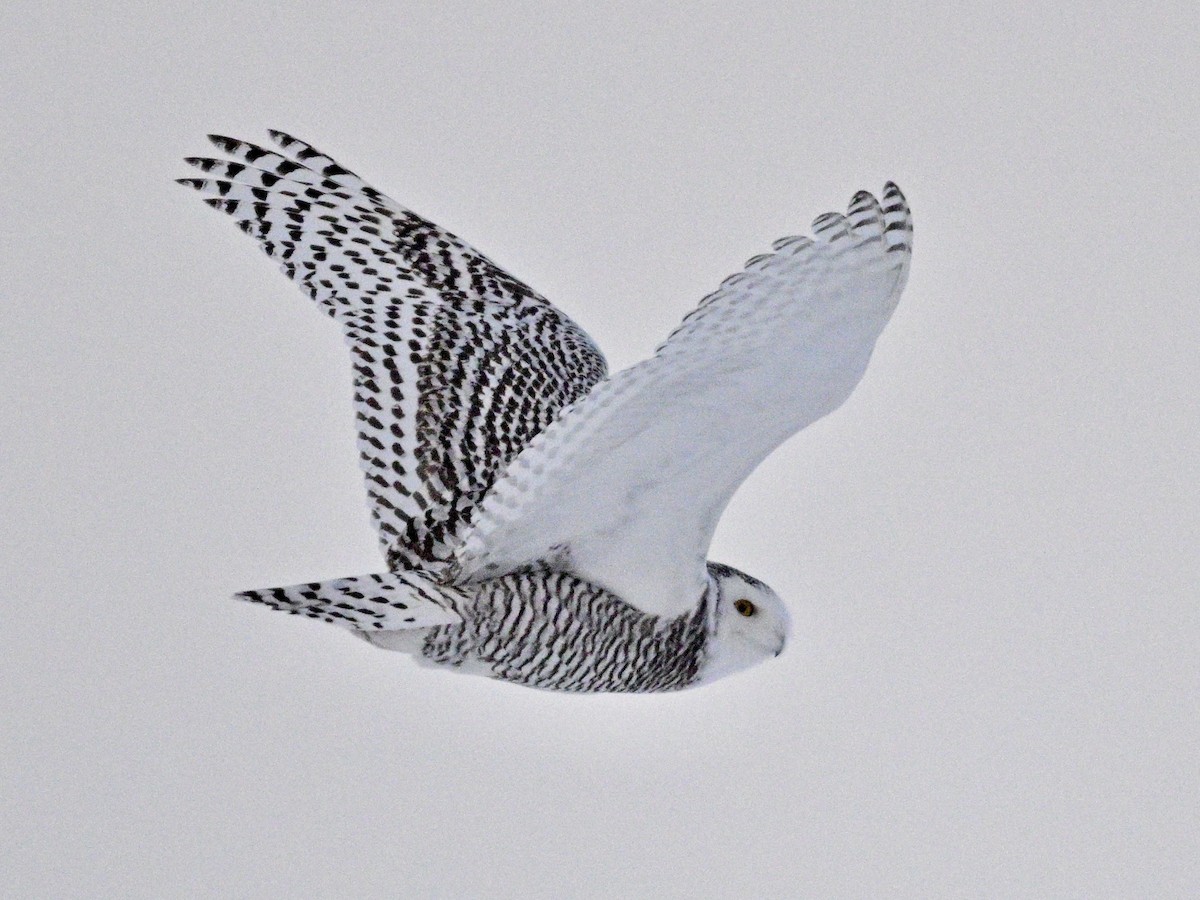 Сова біла - ML646963686