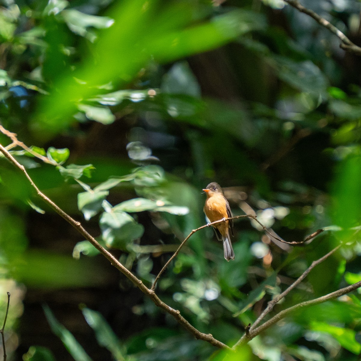 Lesser Antillean Pewee - ML646963687