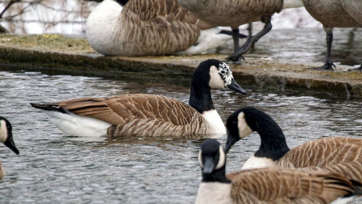 berneška velká - ML646963689