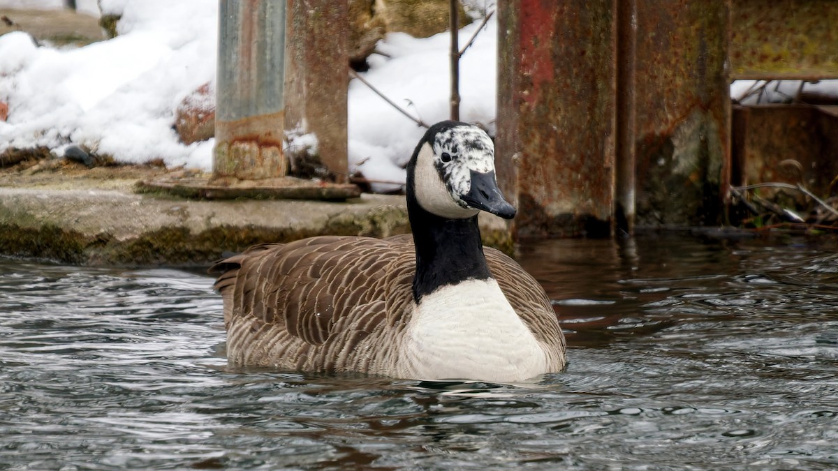 berneška velká - ML646963691