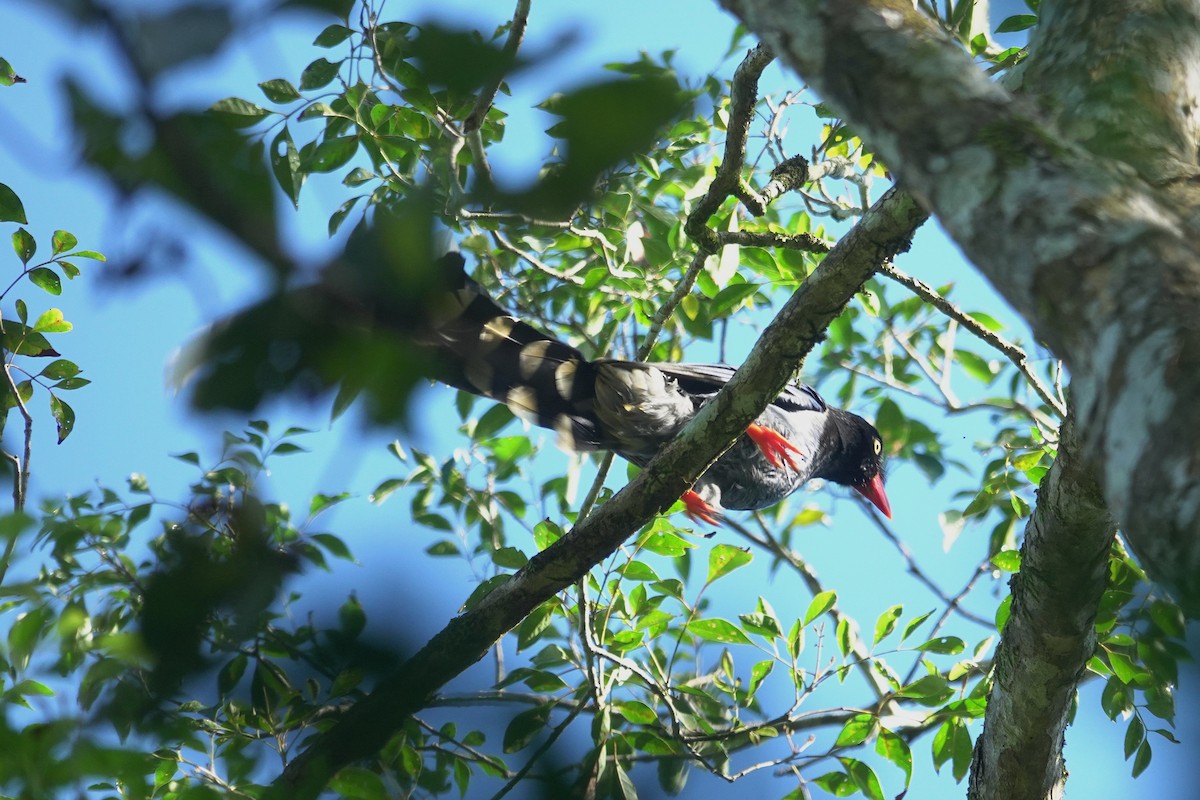 Dickschnabelkitta - ML646963693