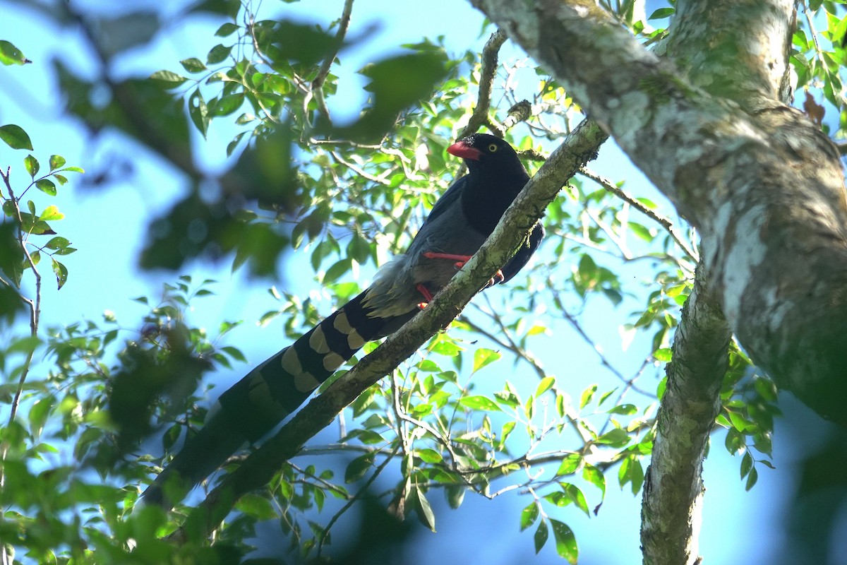 Dickschnabelkitta - ML646963694