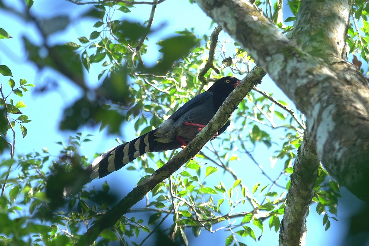 Dickschnabelkitta - ML646963695