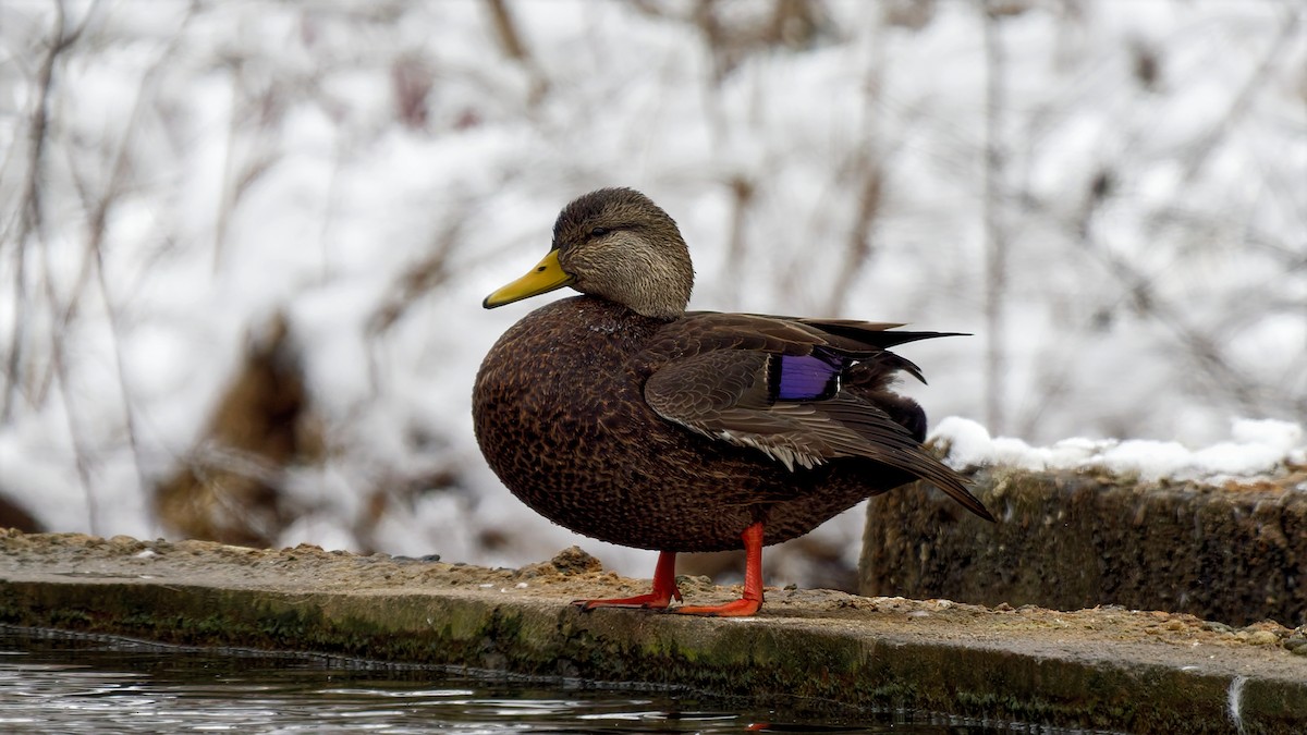 kachna tmavá - ML646963698