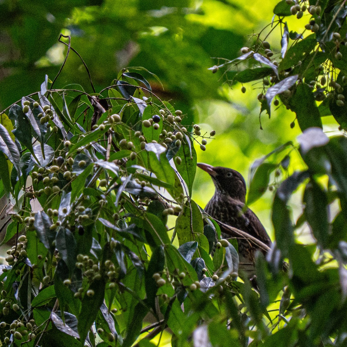 Pearly-eyed Thrasher - ML646963700