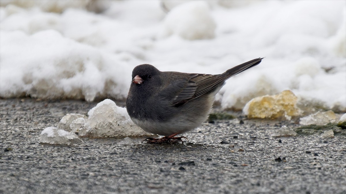 strnadec zimní (ssp. hyemalis/carolinensis) - ML646963701