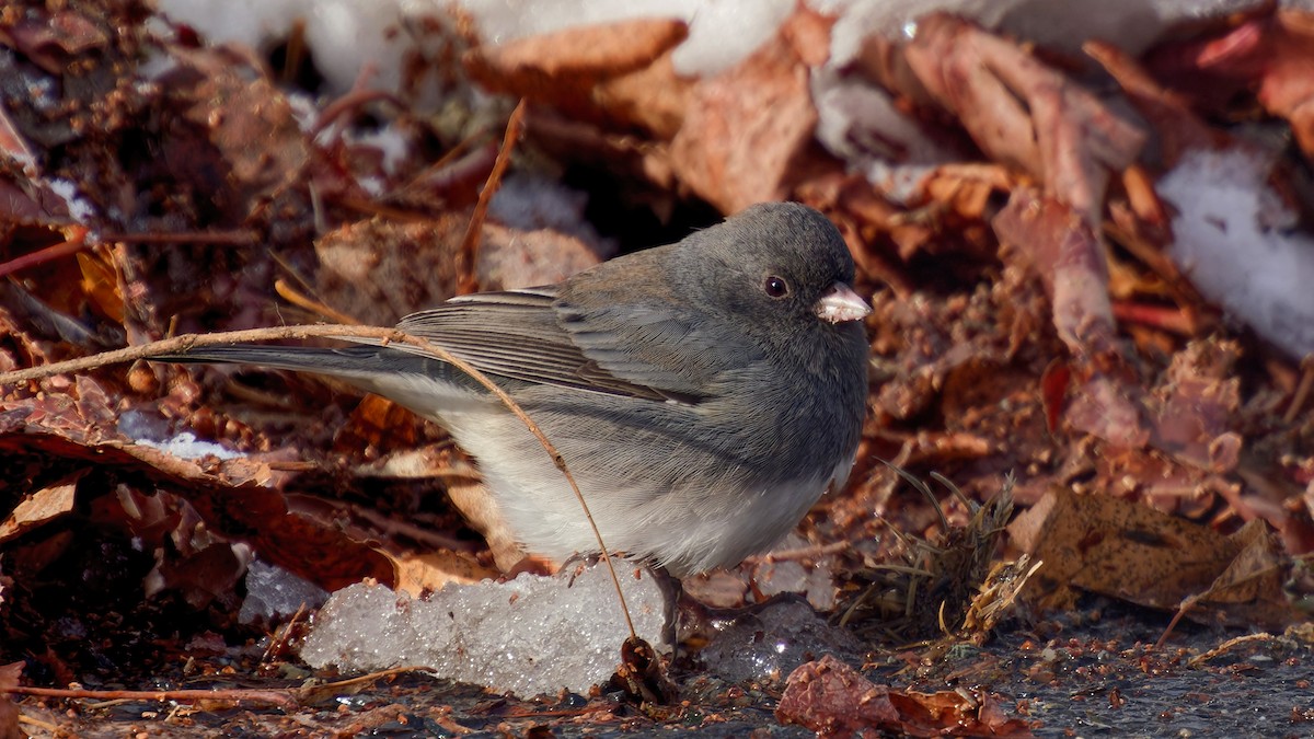 strnadec zimní (ssp. hyemalis/carolinensis) - ML646963703