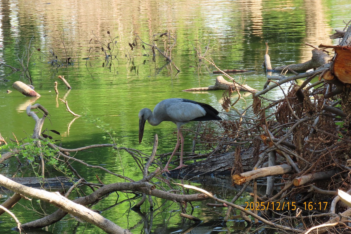 Лелека-молюскоїд індійський - ML646963704