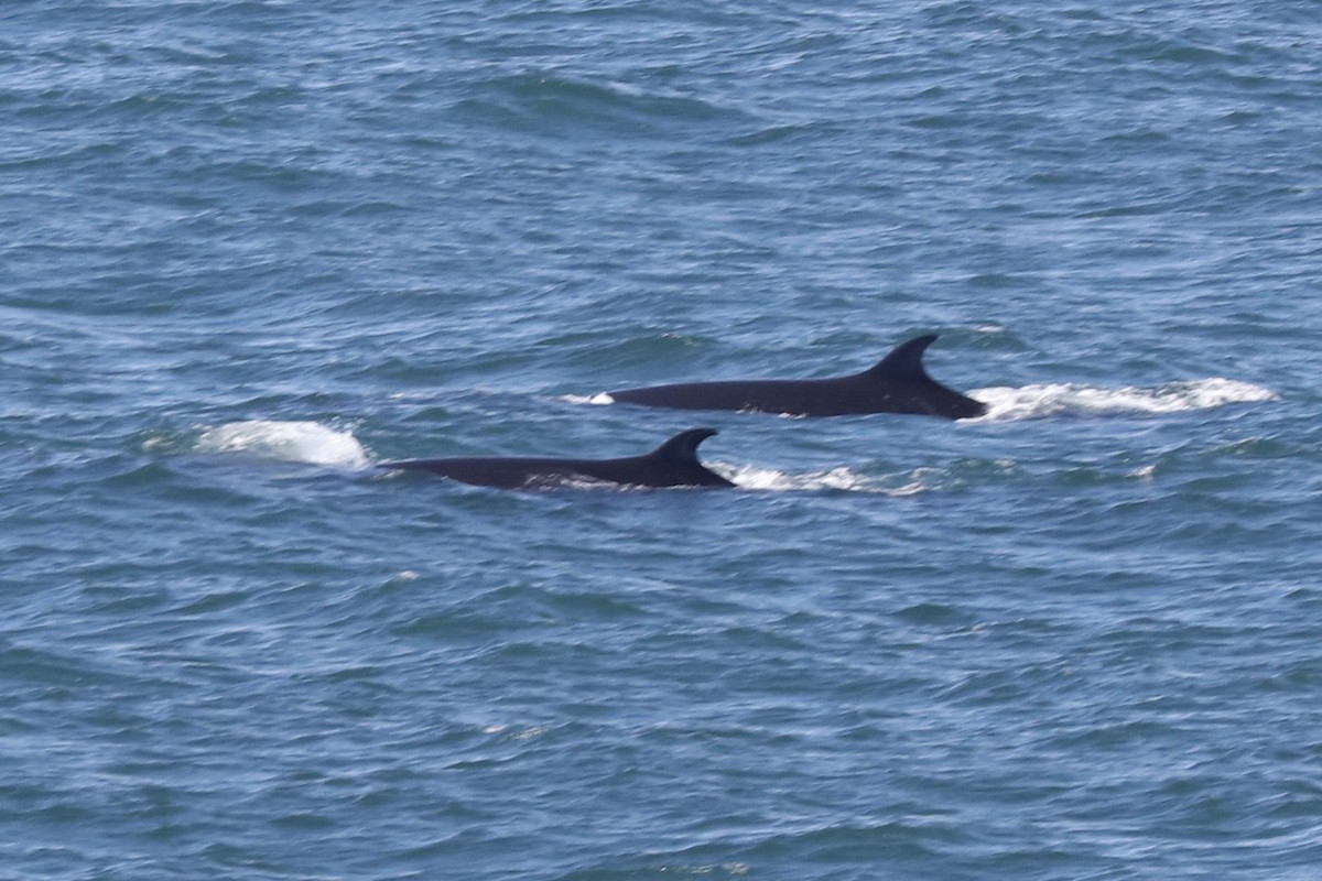 Sei Whale - ML646963705