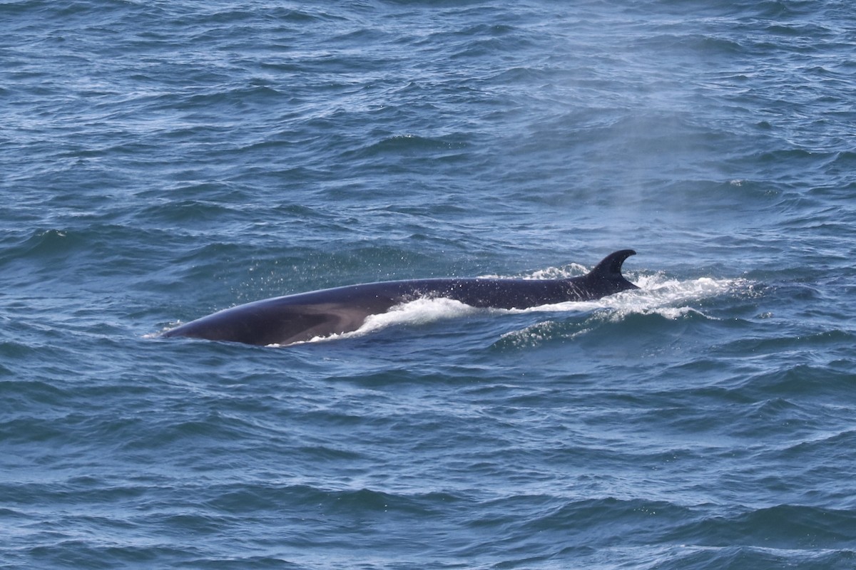 Sei Whale - ML646963706