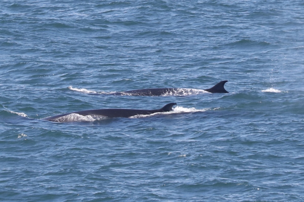 Sei Whale - ML646963707