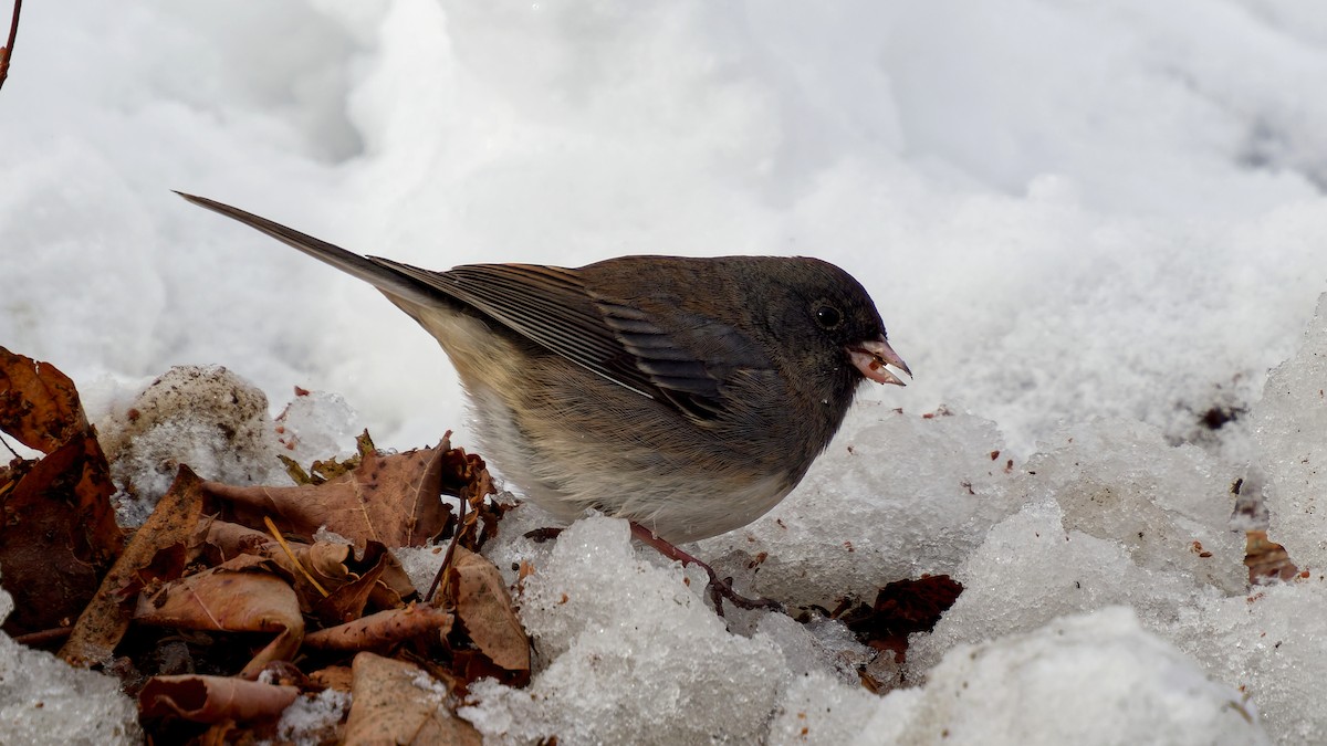 strnadec zimní (ssp. hyemalis/carolinensis) - ML646963711