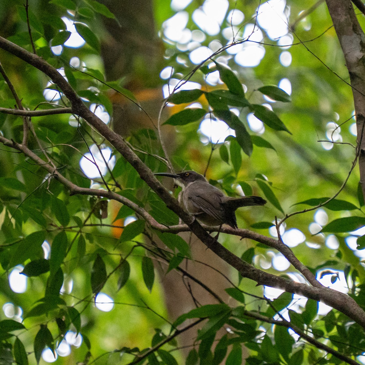 Gray Trembler - ML646963712