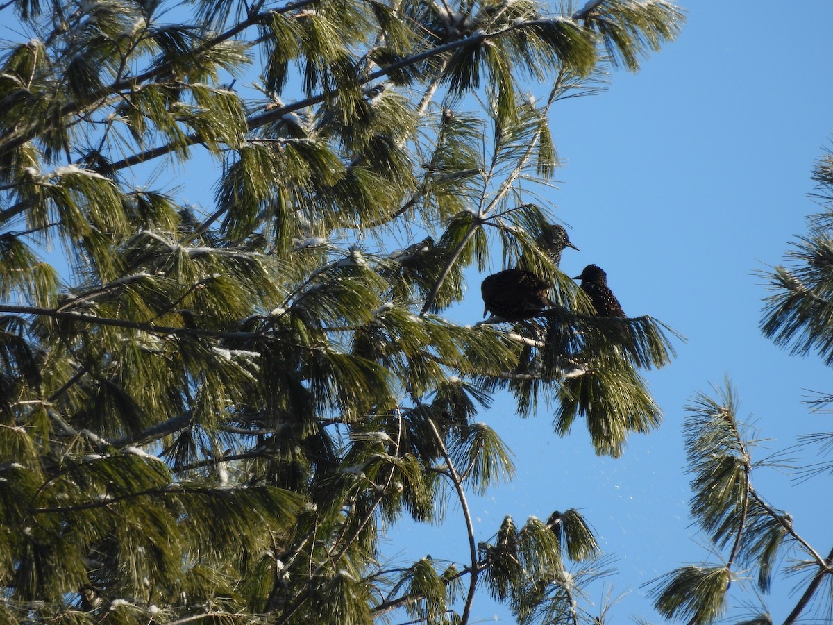 Шпак звичайний - ML646963713