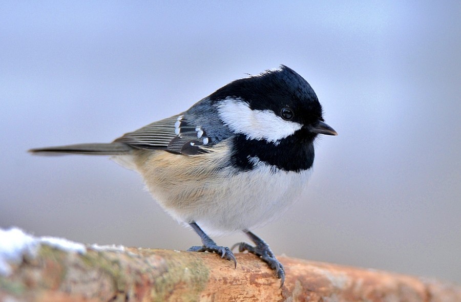 Coal Tit - ML646963714