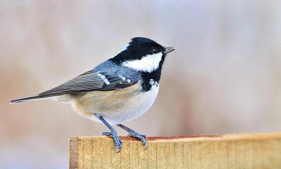 Coal Tit - ML646963715