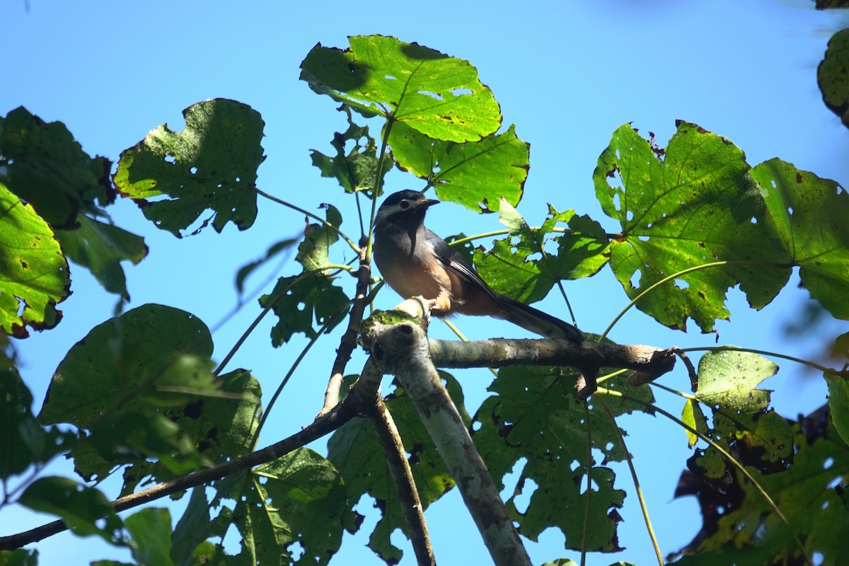 Weißohrsibia - ML646963716