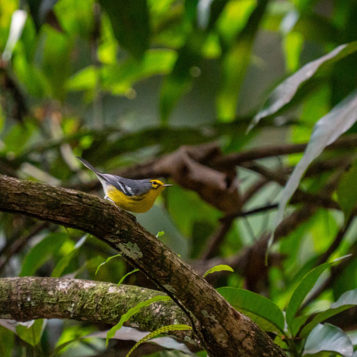 St. Lucia Warbler - ML646963717