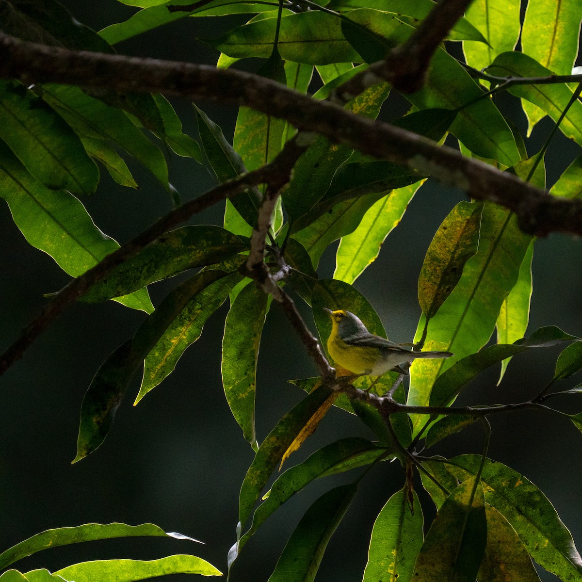 St. Lucia Warbler - ML646963718