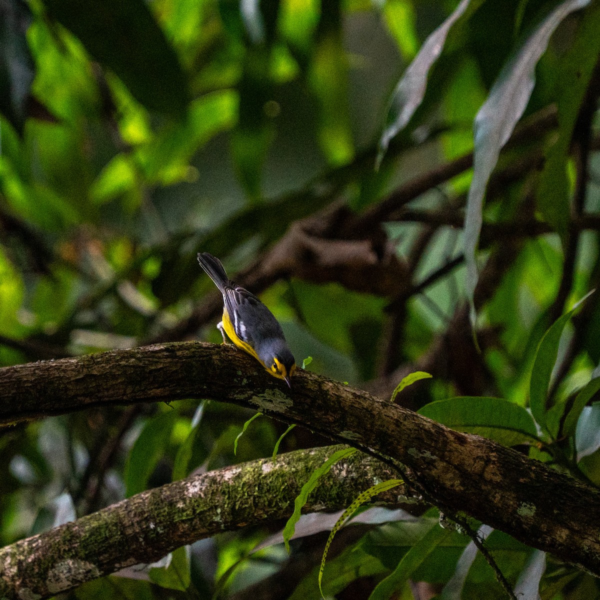 St. Lucia Warbler - ML646963719