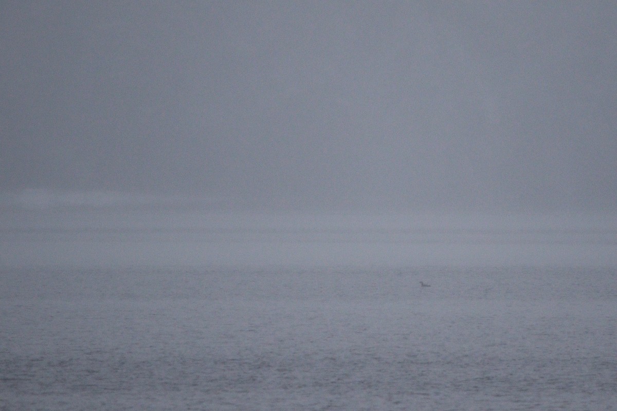 Aliota handia - ML646963721