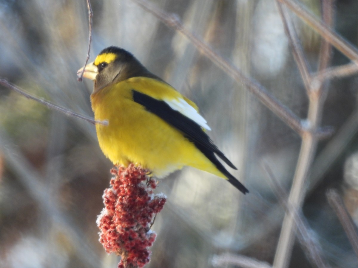 Кіпаль жовтобровий - ML646963722