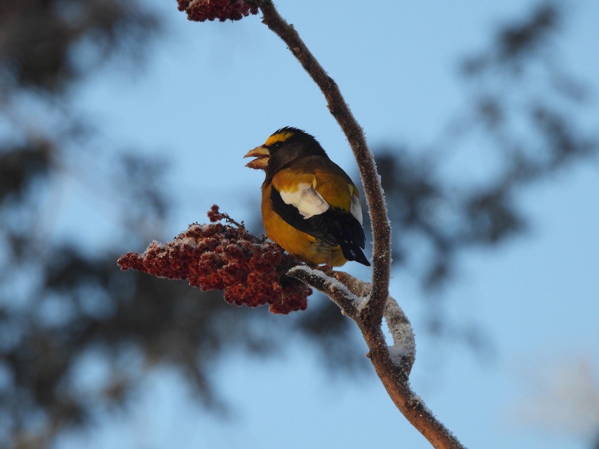 Кіпаль жовтобровий - ML646963723