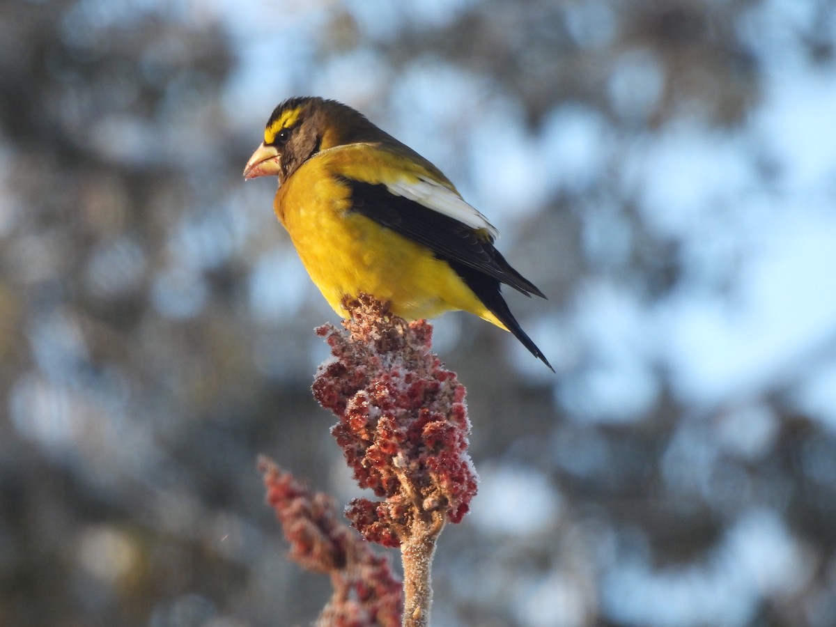 Кіпаль жовтобровий - ML646963724