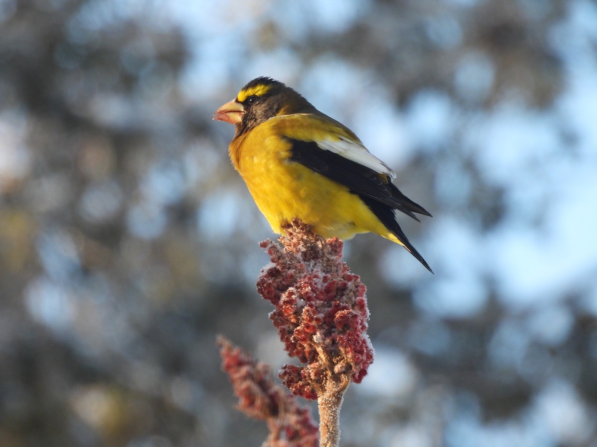 Кіпаль жовтобровий - ML646963725