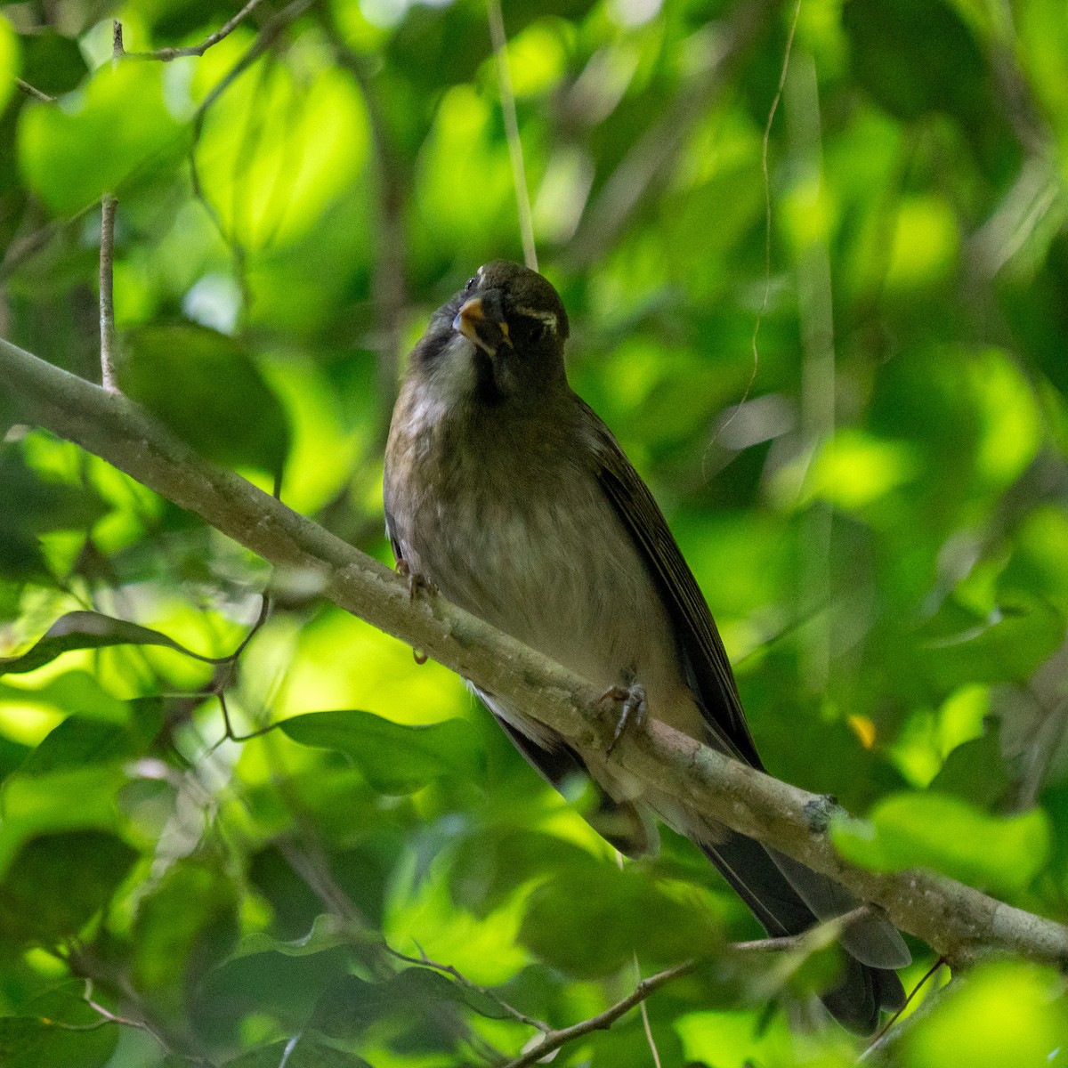 Lesser Antillean Saltator - ML646963726