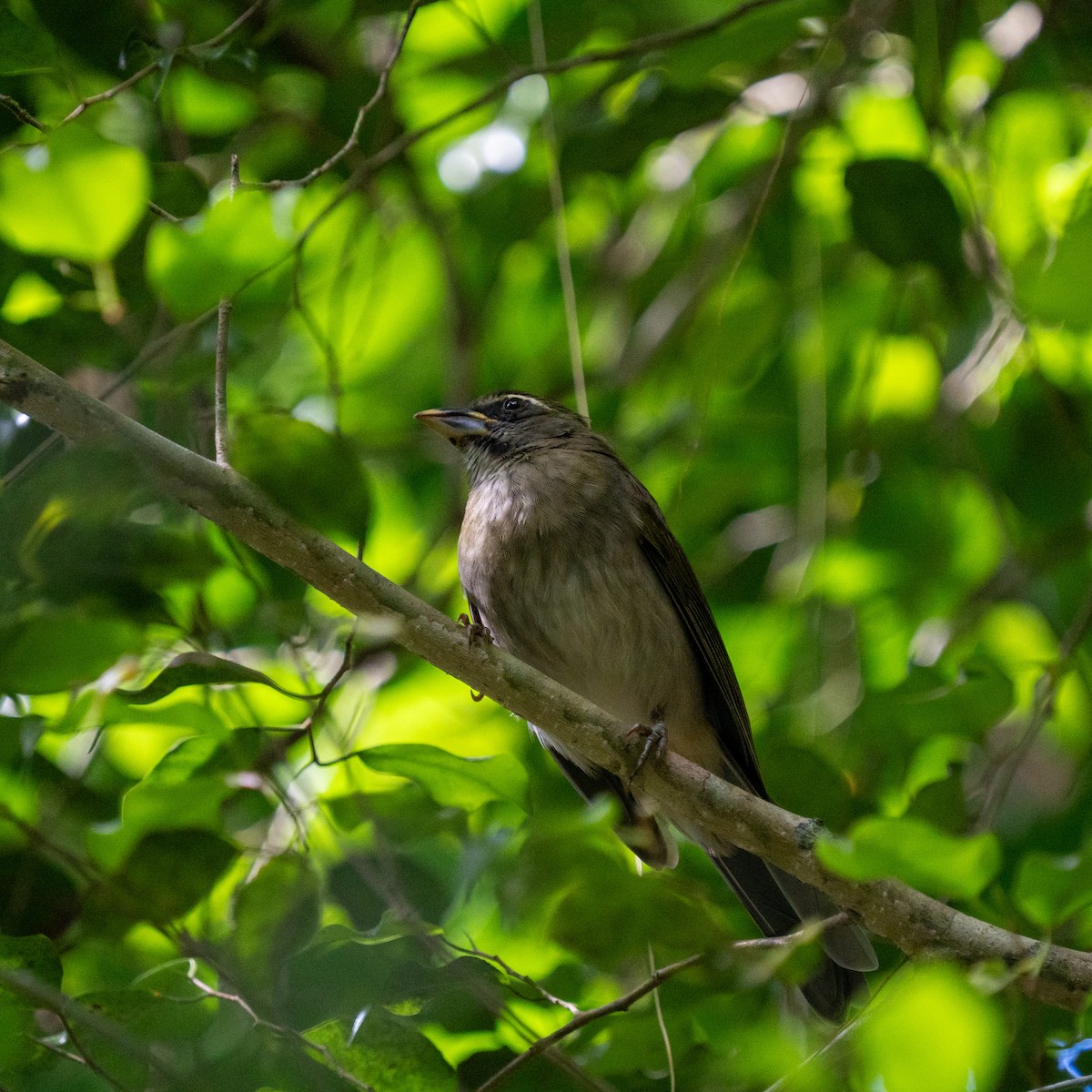 Lesser Antillean Saltator - ML646963727