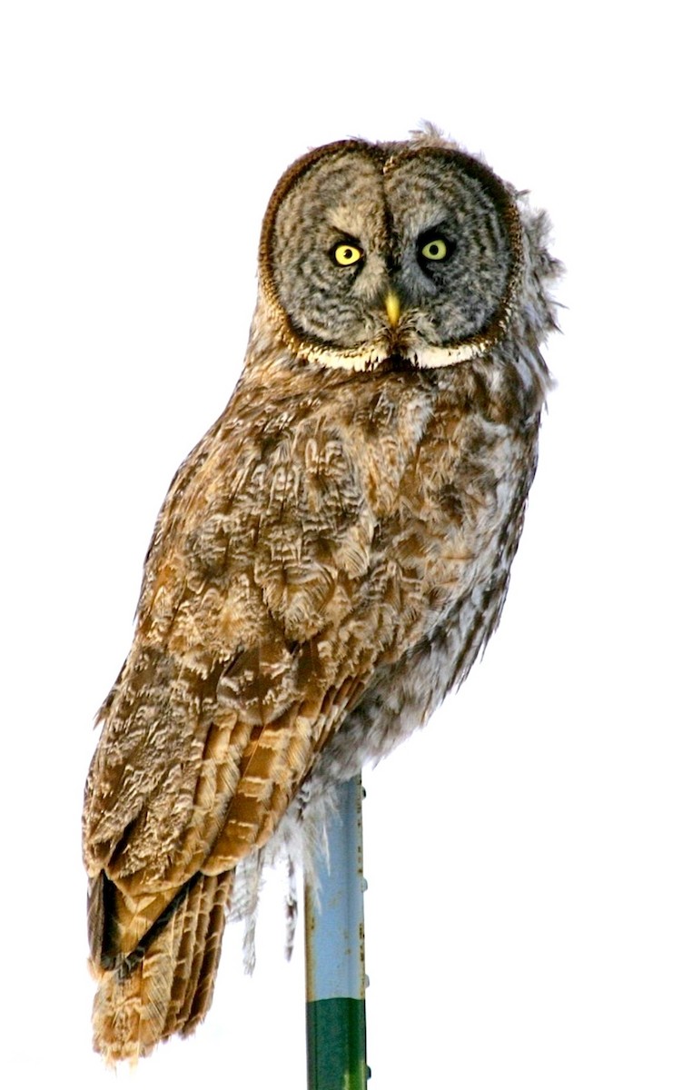 Cárabo Lapón - ML646963729