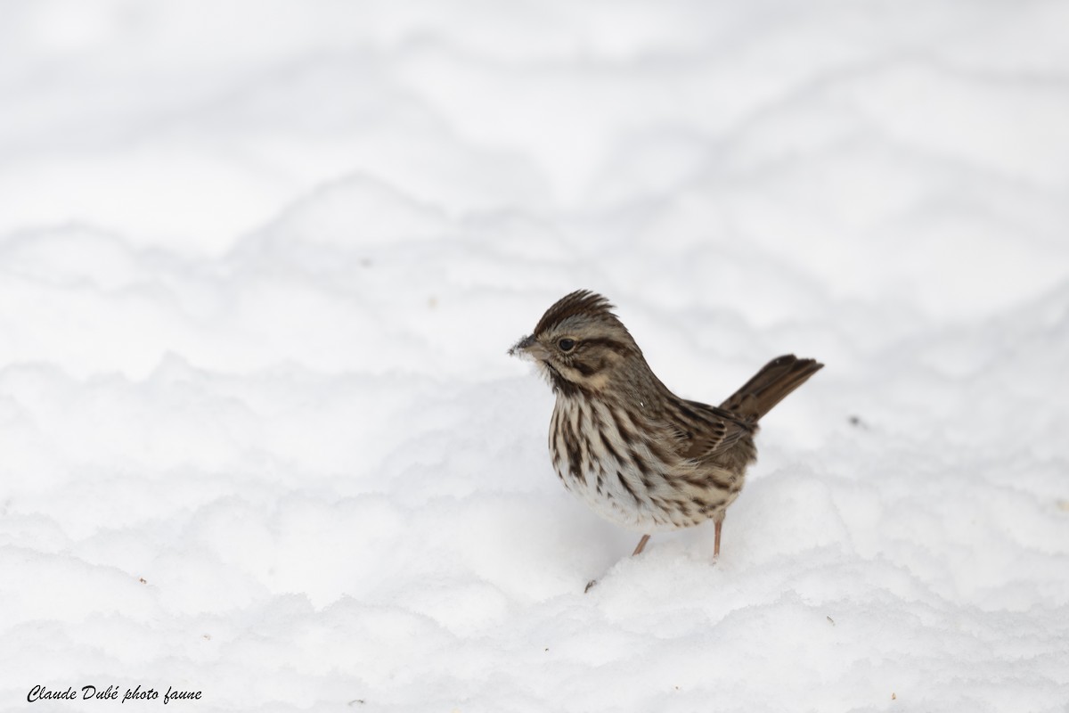 גיבתונית רוננת - ML646963732