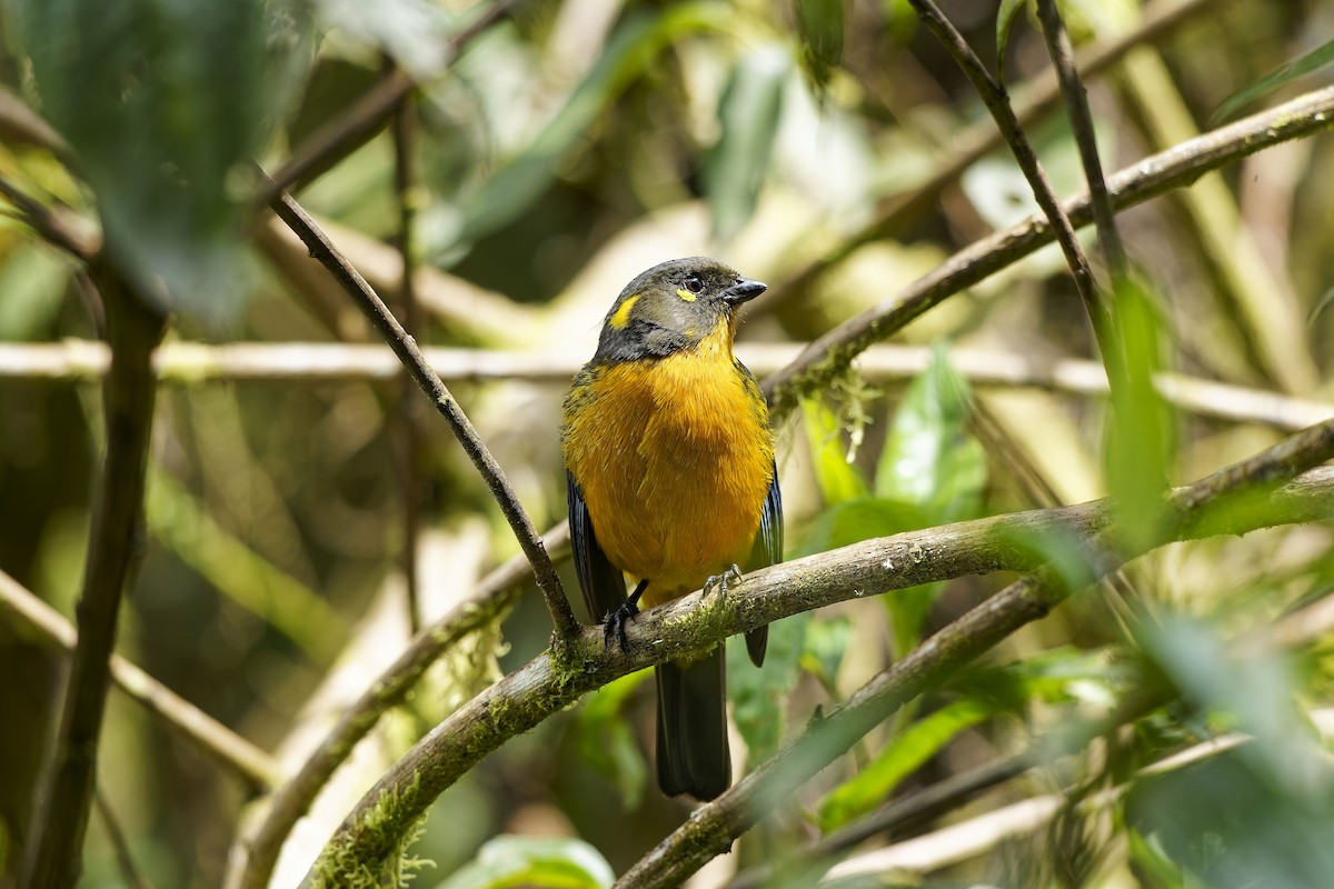 Lacrimose Mountain Tanager - ML646963733