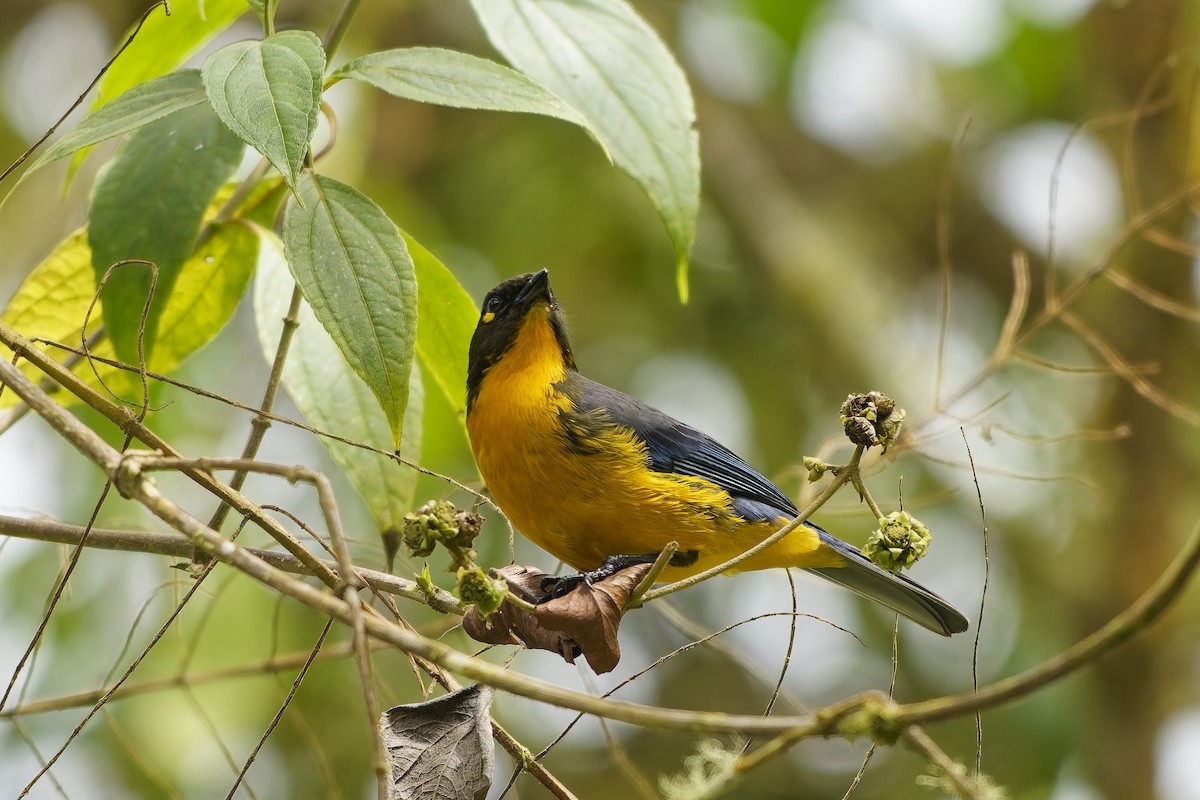 Lacrimose Mountain Tanager - ML646963734