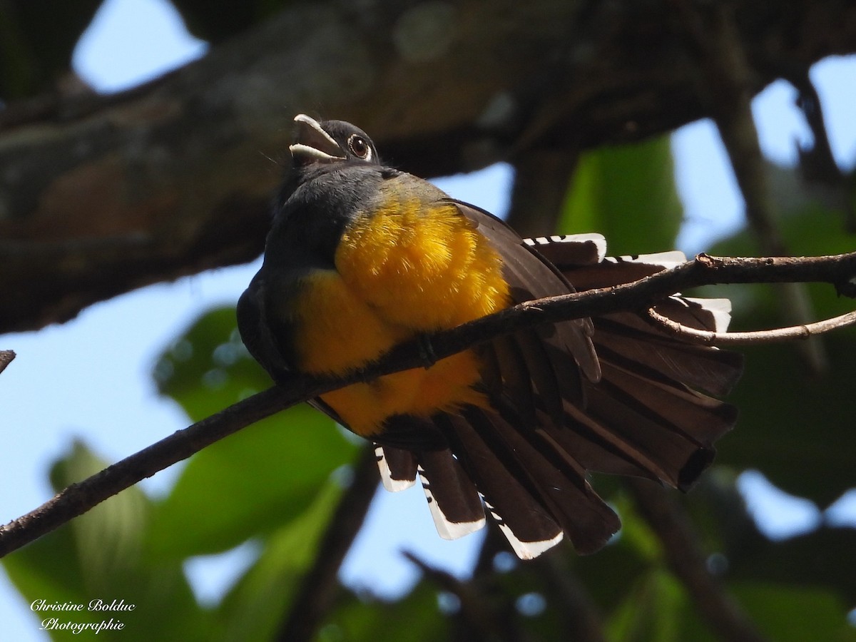 Gartered Violaceous Trogon - ML646963739