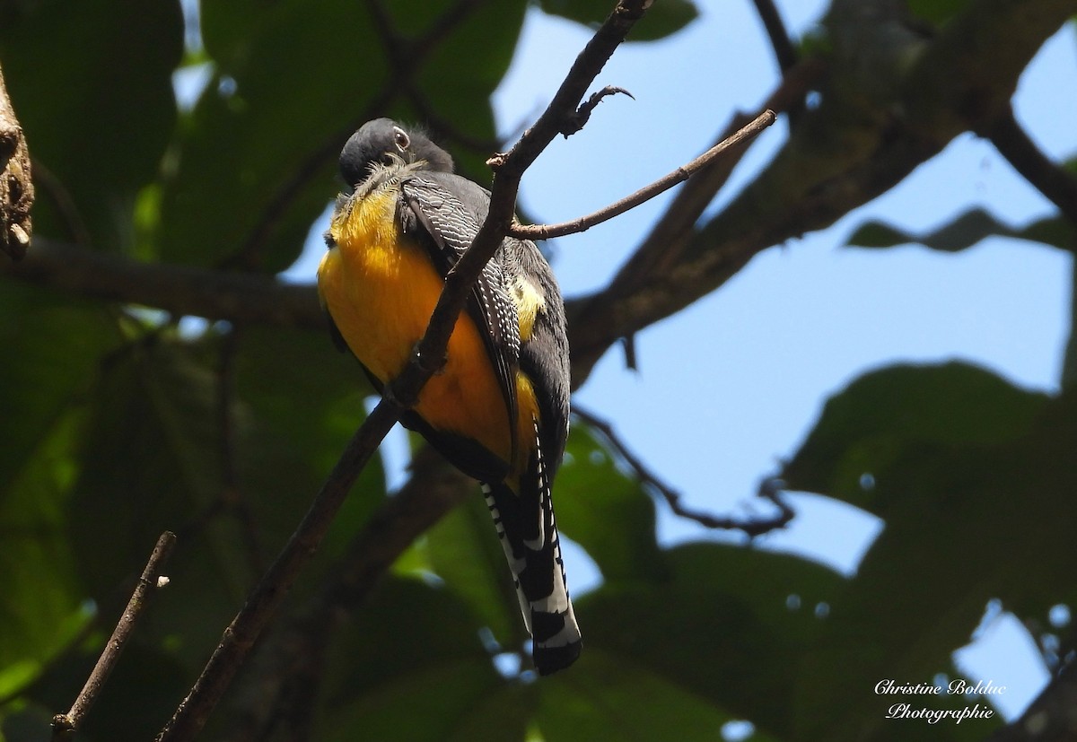 Gartered Violaceous Trogon - ML646963740