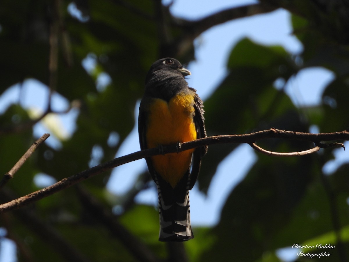 Gartered Violaceous Trogon - ML646963741