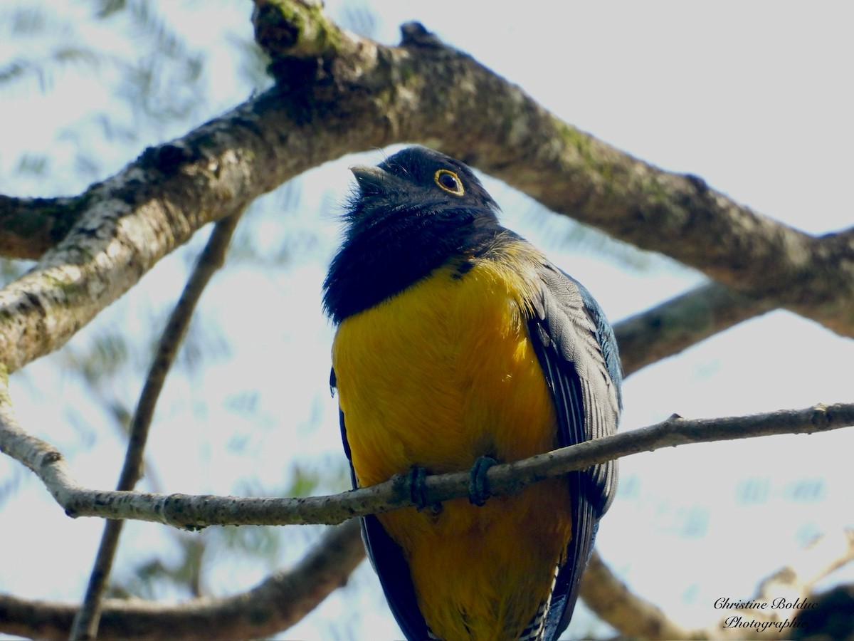 Gartered Violaceous Trogon - ML646963742